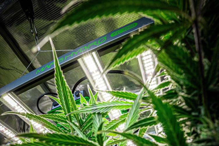 Auto Gelato Pyramid Seeds. Week 8 - Mars Hydro photo contest 2025