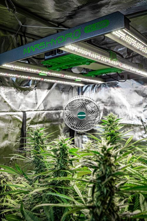 Auto Gelato Pyramid Seeds. Week 8 - Mars Hydro photo contest 2025