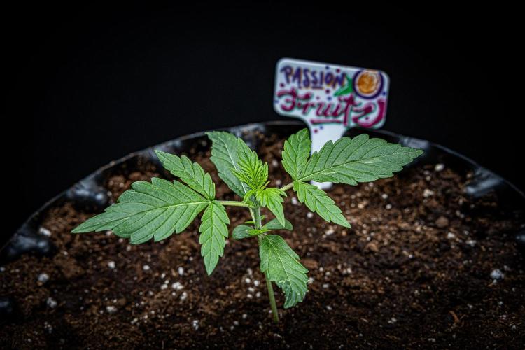 Passion Fruitz Automatic Zamnesia. Week 2 - Day 13