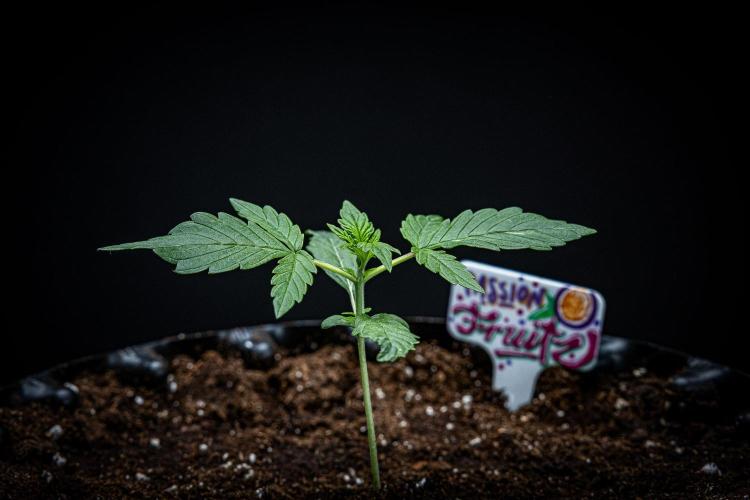 Passion Fruitz Automatic Zamnesia. Week 2 - Day 13