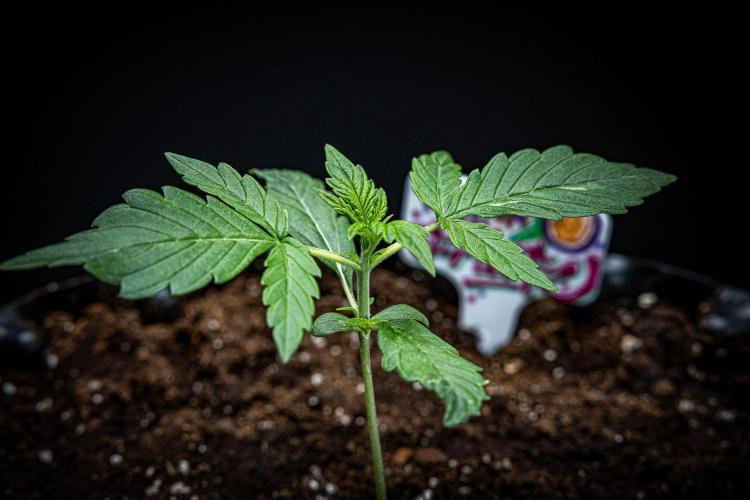 Passion Fruitz Automatic Zamnesia. Week 2 - Day 13