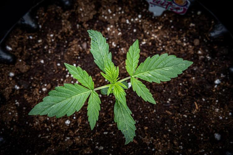 Passion Fruitz Automatic Zamnesia. Week 2 - Day 13