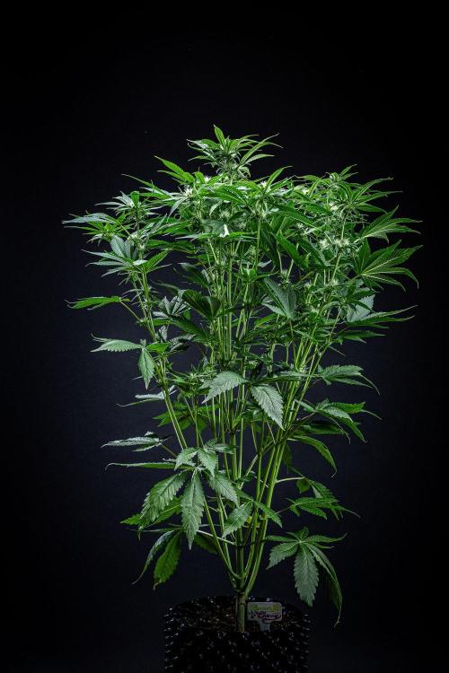 Lemon Cherry Cookies Auto Fast Buds. Week 7 - Day 48