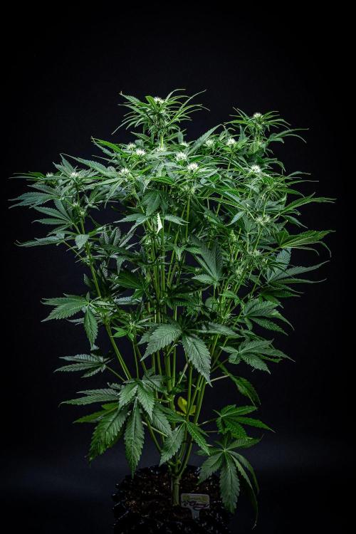 Lemon Cherry Cookies Auto Fast Buds. Week 7 - Day 48