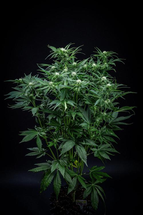 Lemon Cherry Cookies Auto Fast Buds. Week 7 - Day 48