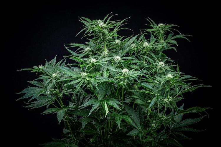 Lemon Cherry Cookies Auto Fast Buds. Week 7 - Day 48