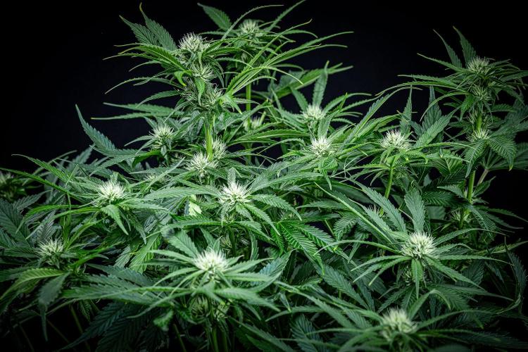 Lemon Cherry Cookies Auto Fast Buds. Week 7 - Day 48