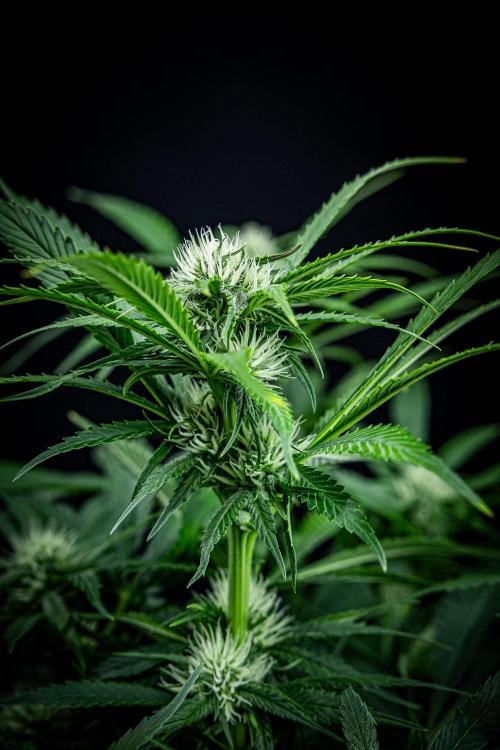 Lemon Cherry Cookies Auto Fast Buds. Week 7 - Day 48