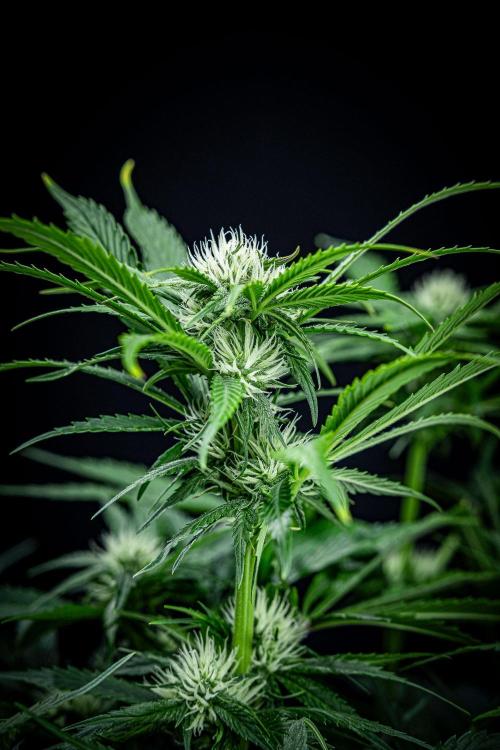 Lemon Cherry Cookies Auto Fast Buds. Week 7 - Day 48