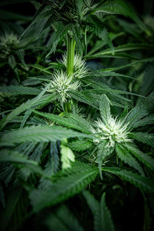 Lemon Cherry Cookies Auto Fast Buds. Week 7 - Day 48