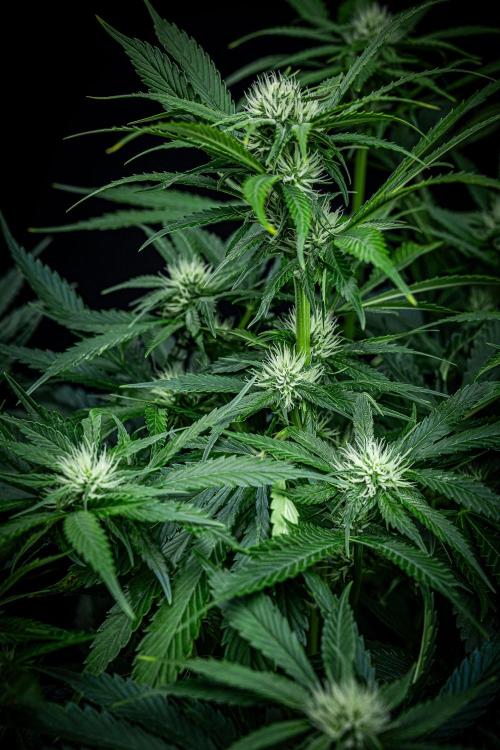 Lemon Cherry Cookies Auto Fast Buds. Week 7 - Day 48