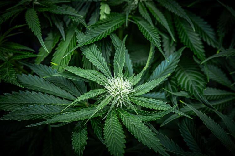 Lemon Cherry Cookies Auto Fast Buds. Week 7 - Day 48