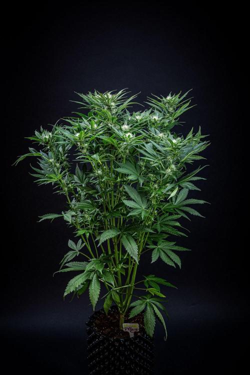 Lemon Cherry Cookies Auto Fast Buds. Week 8 - Day 56