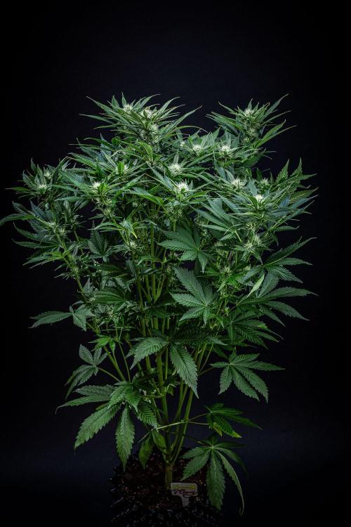 Lemon Cherry Cookies Auto Fast Buds. Week 8 - Day 56