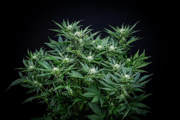 Lemon Cherry Cookies Auto Fast Buds. Week 8 - Day 56