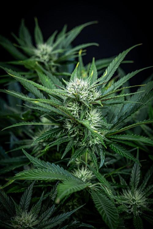 Lemon Cherry Cookies Auto Fast Buds. Week 8 - Day 56