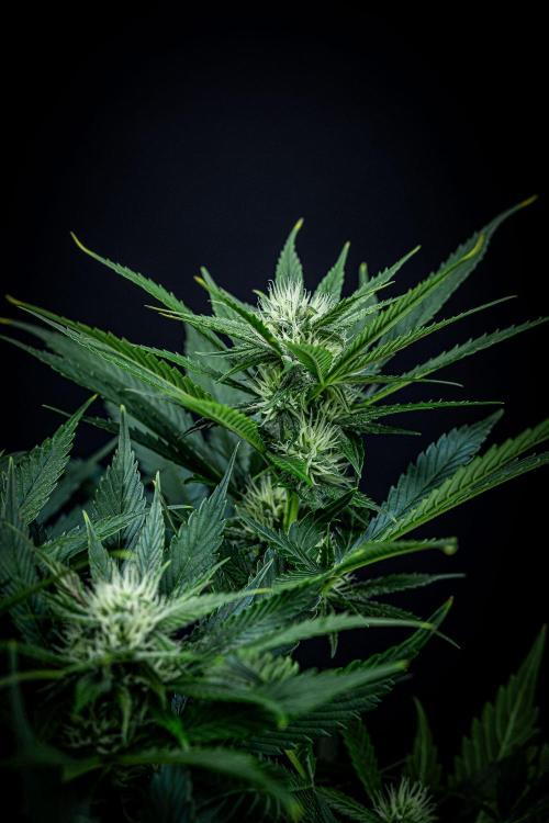 Lemon Cherry Cookies Auto Fast Buds. Week 8 - Day 56