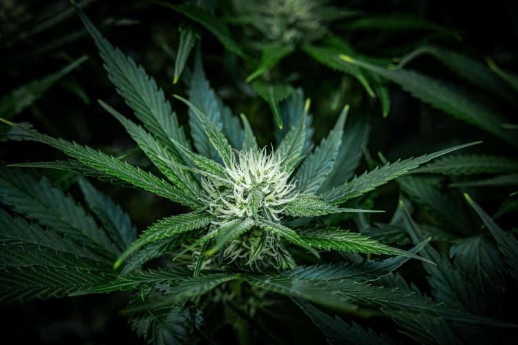 Lemon Cherry Cookies Auto Fast Buds. Week 8 - Day 56