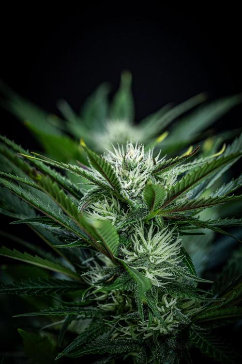 Lemon Cherry Cookies Auto Fast Buds. Week 8 - Day 56