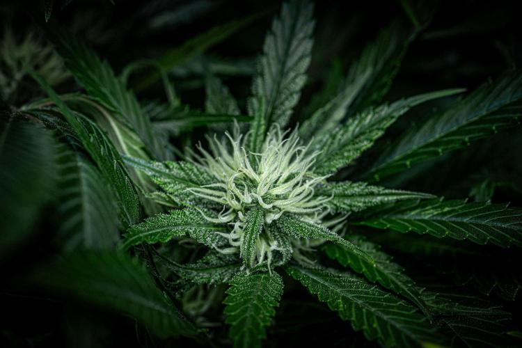 Lemon Cherry Cookies Auto Fast Buds. Week 8 - Day 56