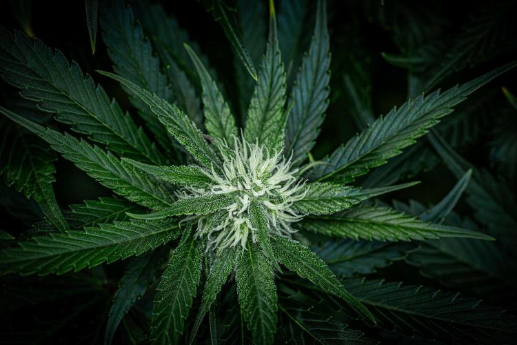 Lemon Cherry Cookies Auto Fast Buds. Week 8 - Day 56