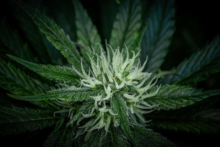 Lemon Cherry Cookies Auto Fast Buds. Week 8 - Day 56