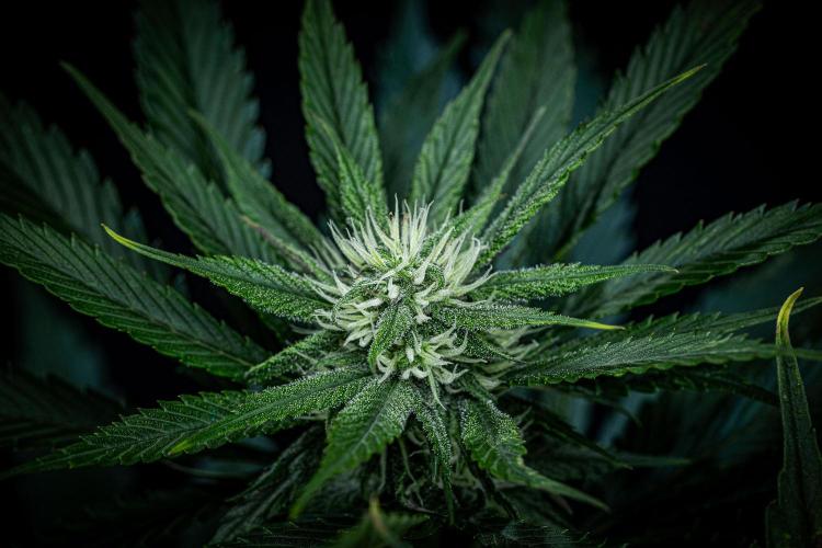 Lemon Cherry Cookies Auto Fast Buds. Week 8 - Day 56