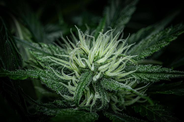 Lemon Cherry Cookies Auto Fast Buds. Week 8 - Day 56