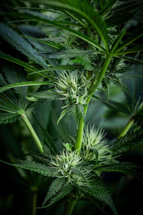 Lemon Cherry Cookies Auto Fast Buds. Week 8 - Day 56