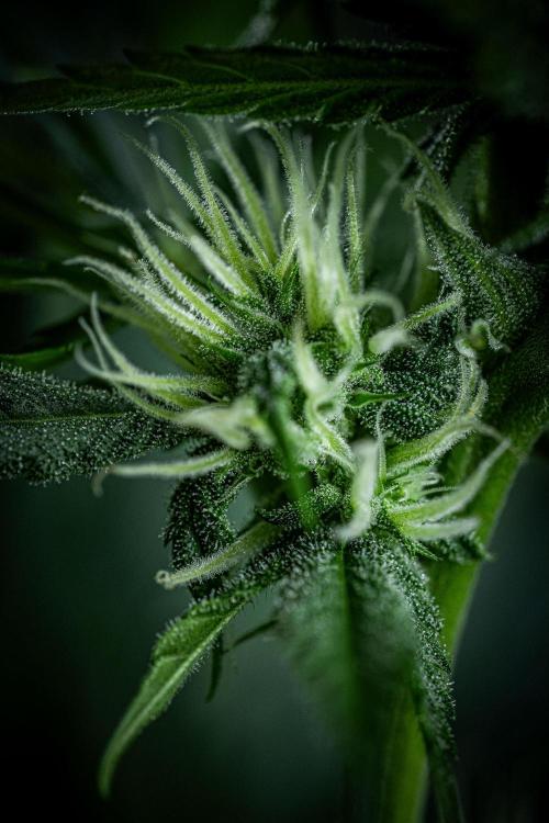 Lemon Cherry Cookies Auto Fast Buds. Week 8 - Day 56