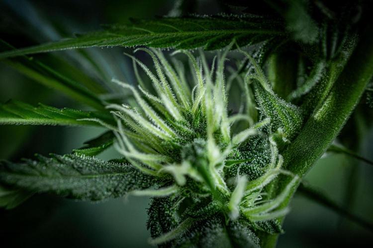 Lemon Cherry Cookies Auto Fast Buds. Week 8 - Day 56