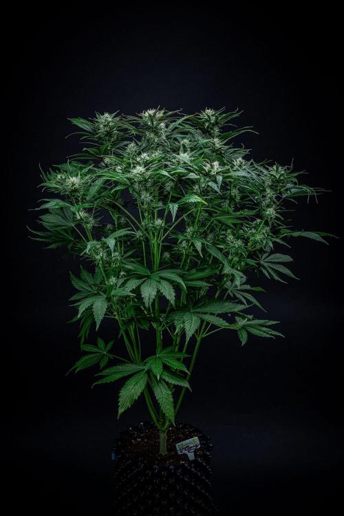 Lemon Cherry Cookies Auto Fast Buds. Week 9 - Day 63