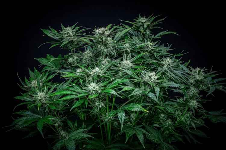 Lemon Cherry Cookies Auto Fast Buds. Week 9 - Day 63