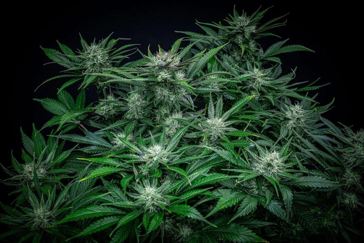 Lemon Cherry Cookies Auto Fast Buds. Week 9 - Day 63