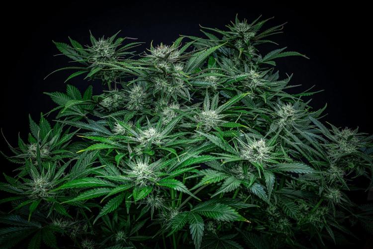 Lemon Cherry Cookies Auto Fast Buds. Week 9 - Day 63