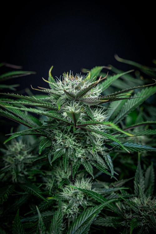 Lemon Cherry Cookies Auto Fast Buds. Week 9 - Day 63