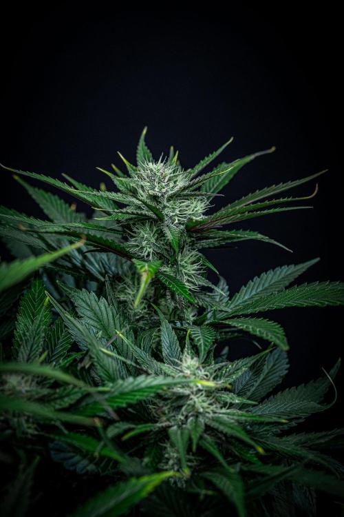 Lemon Cherry Cookies Auto Fast Buds. Week 9 - Day 63