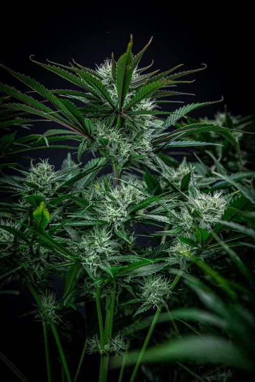 Lemon Cherry Cookies Auto Fast Buds. Week 9 - Day 63