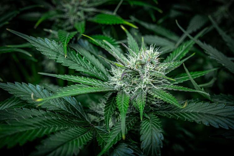 Lemon Cherry Cookies Auto Fast Buds. Week 9 - Day 63