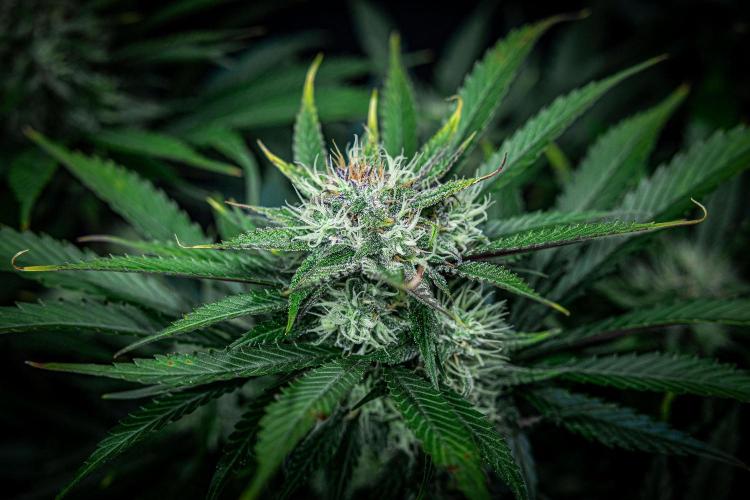 Lemon Cherry Cookies Auto Fast Buds. Week 9 - Day 63