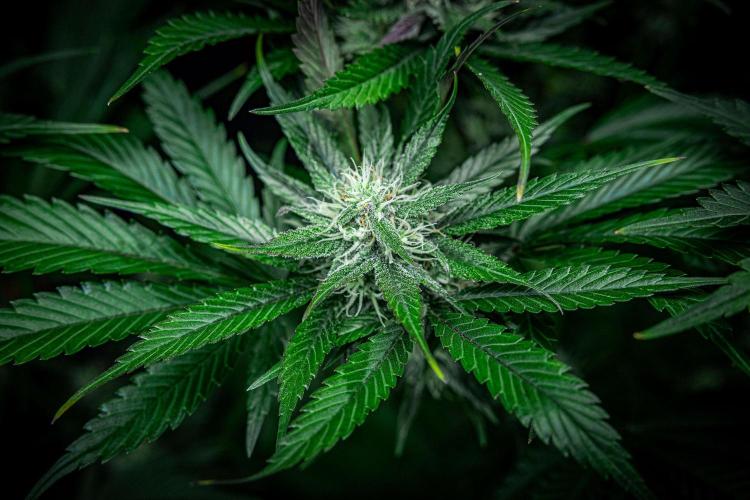 Lemon Cherry Cookies Auto Fast Buds. Week 9 - Day 63