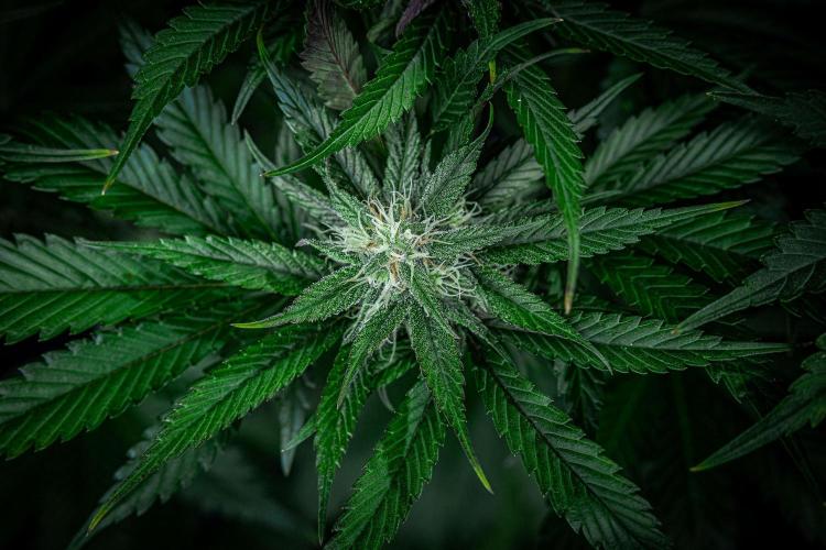 Lemon Cherry Cookies Auto Fast Buds. Week 9 - Day 63