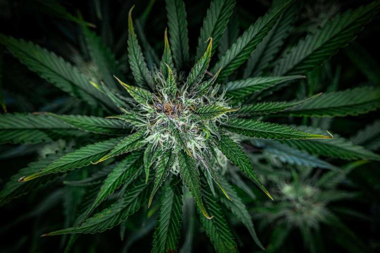 Lemon Cherry Cookies Auto Fast Buds. Week 9 - Day 63