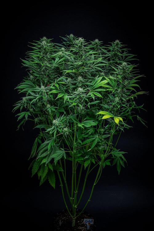 Auto Gelato Pyramid Seeds. Week 9 - Day 61