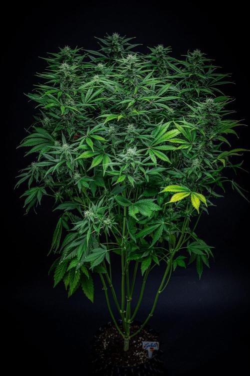 Auto Gelato Pyramid Seeds. Week 9 - Day 61