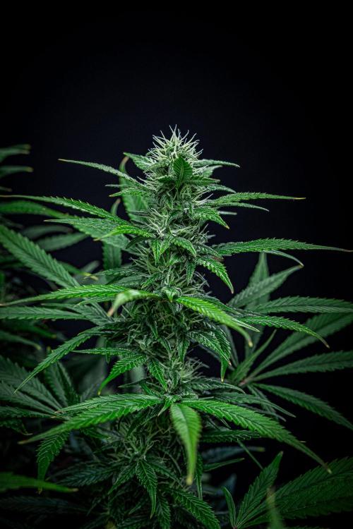 Auto Gelato Pyramid Seeds. Week 9 - Day 61