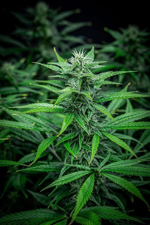 Auto Gelato Pyramid Seeds. Week 9 - Day 61