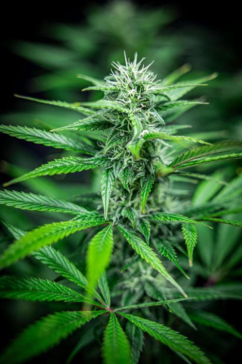 Auto Gelato Pyramid Seeds. Week 9 - Day 61