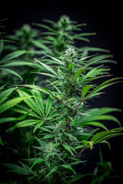 Auto Gelato Pyramid Seeds. Week 9 - Day 61