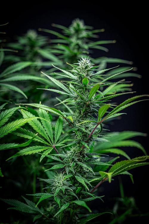 Auto Gelato Pyramid Seeds. Week 9 - Day 61